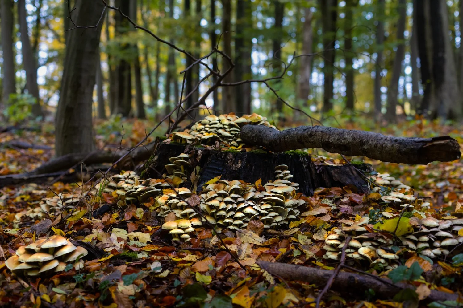 Herbstwald_10_Benjamin-Leers.jpeg