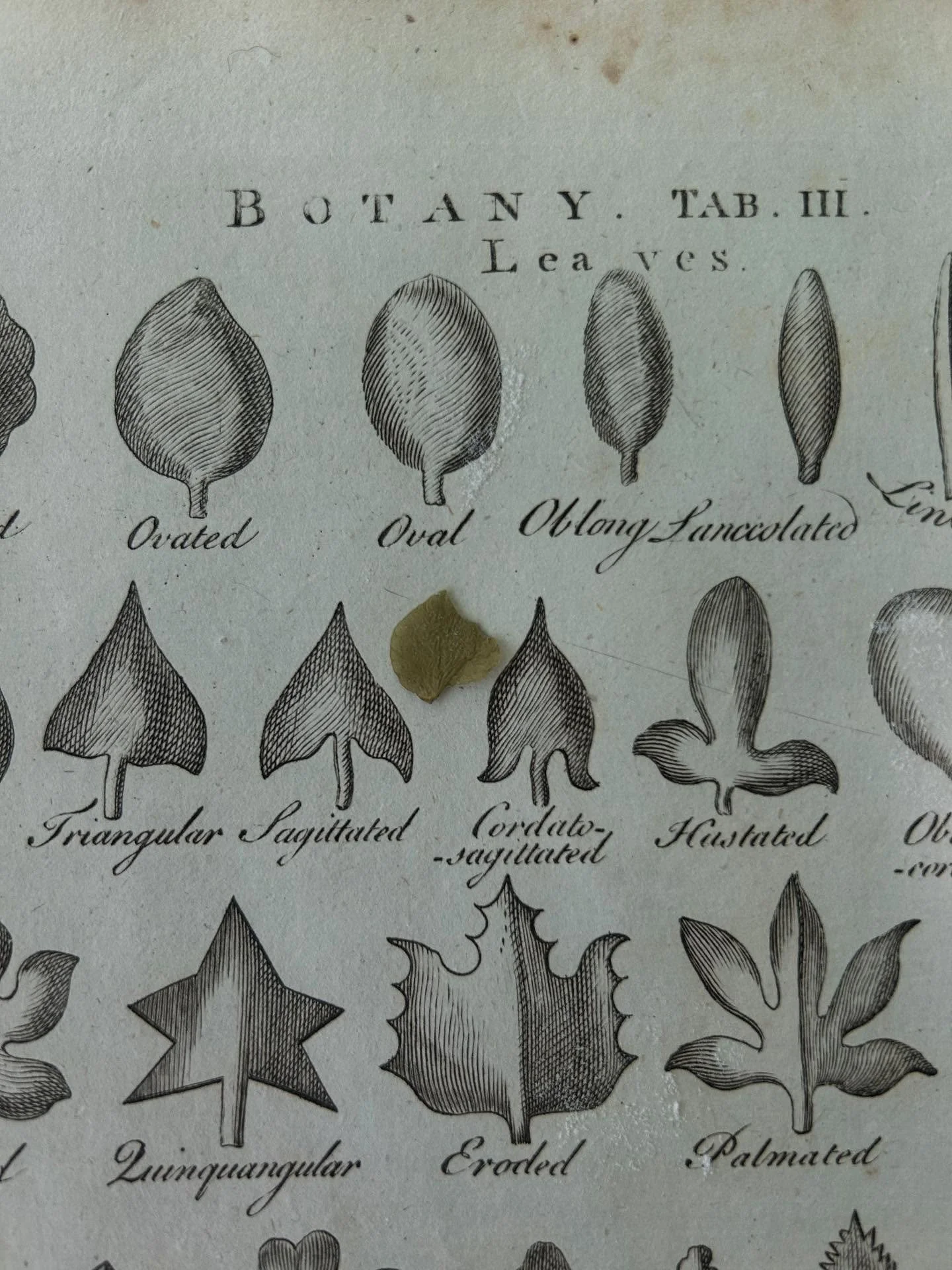 I found an 1786 &lsquo;Cyclopedia&rsquo; &mdash; given as a gift to his grandfather &mdash; in my dad&rsquo;s basement. Here are a few highlights of the engravings, including a wee dried leaf whose shape my great grandfather was evidently trying to i