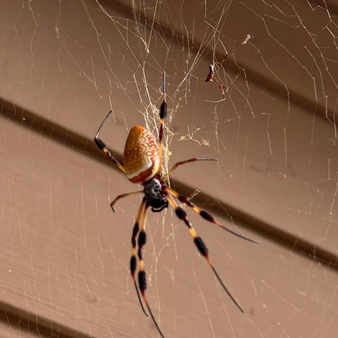 Ah Charleston. The sweet moldy breeze. The comically large spiders. It&rsquo;s like I never left. 

Tomorrow night we party 🎶