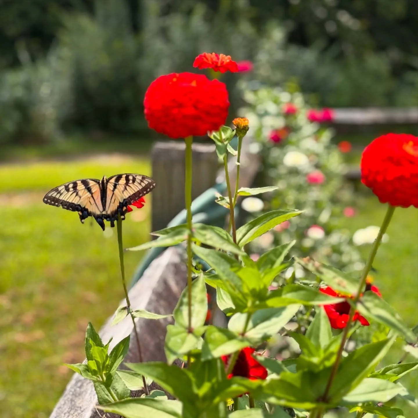 Y&rsquo;all I&rsquo;ve been laid up with the Covid for 2 weeks straight and it has been quite a ride. My family has taken good care of me and I hope to return to the living world real soon. Lots of cool stuff on the horizon&hellip; 🦋
