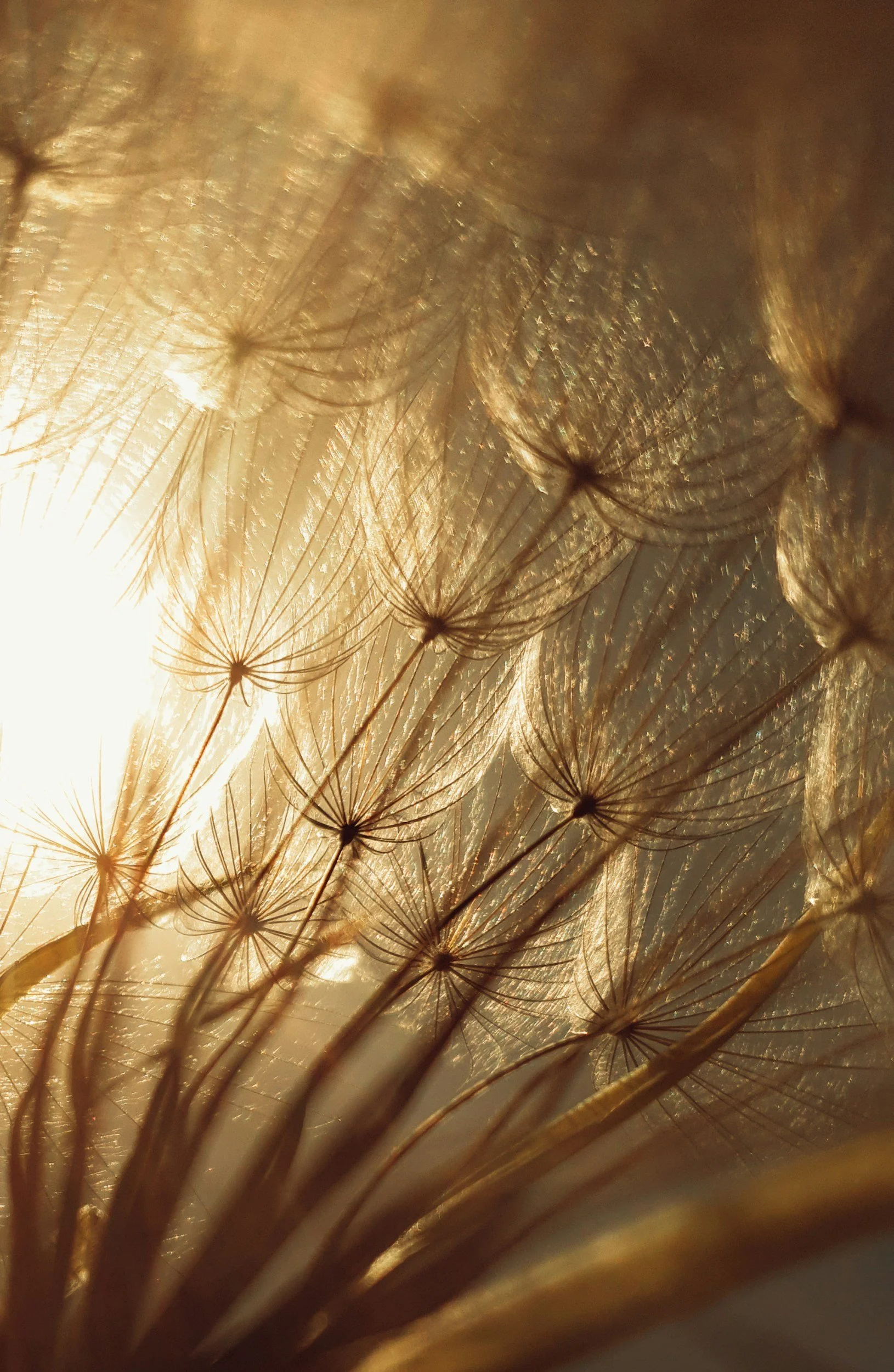 Close-up of dandelion seeds backlit by sunlight, highlighting their delicate filaments and intricate structures.