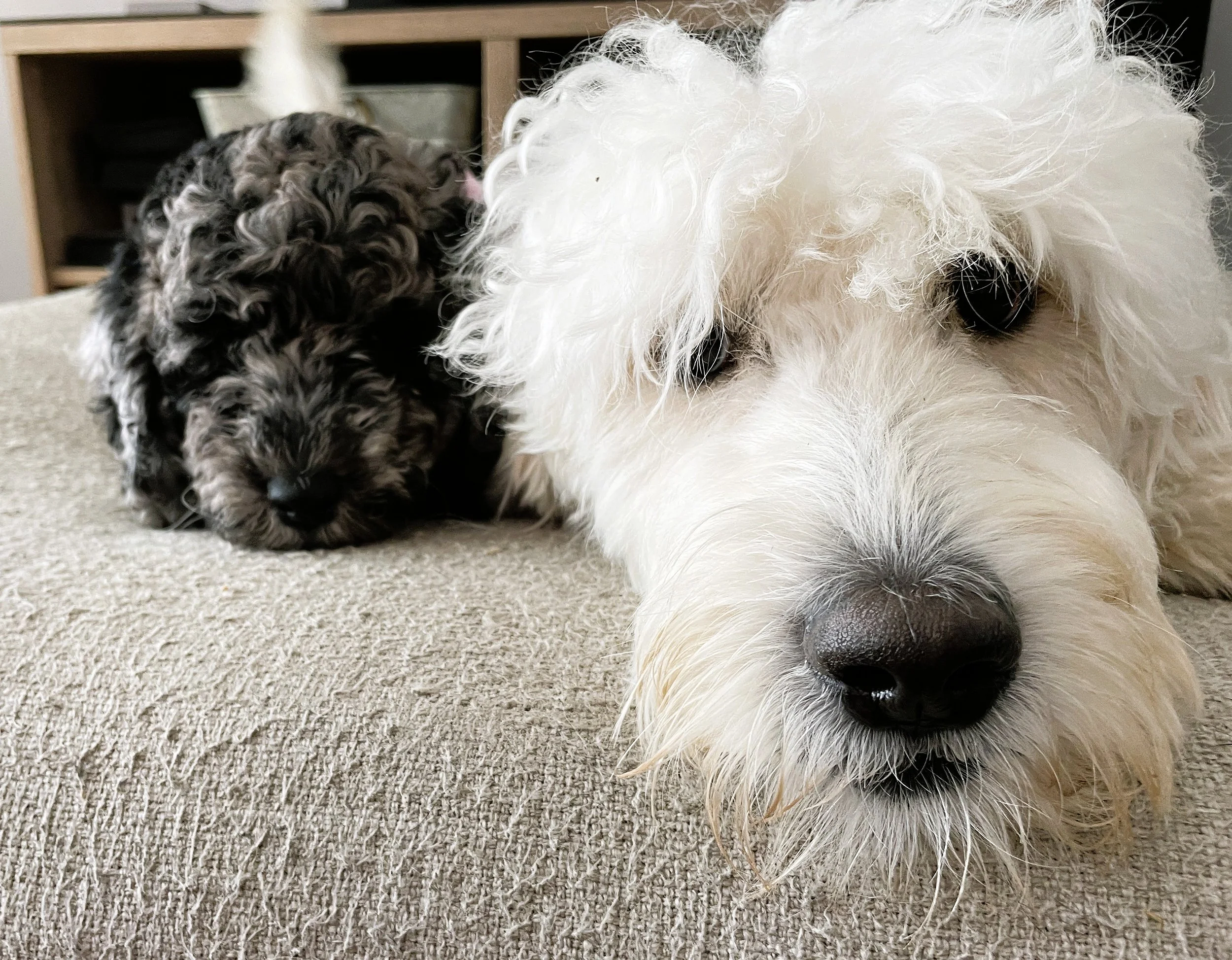 Goldendoodle dog - mother and daughter