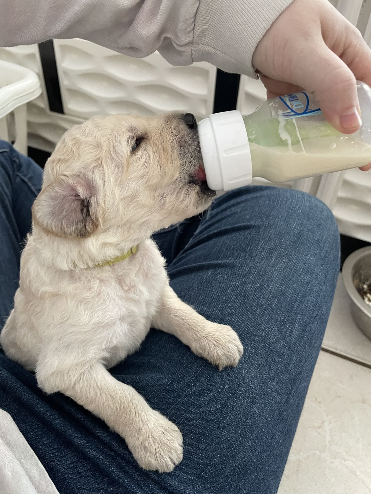 Big Steps Forward! 🐾