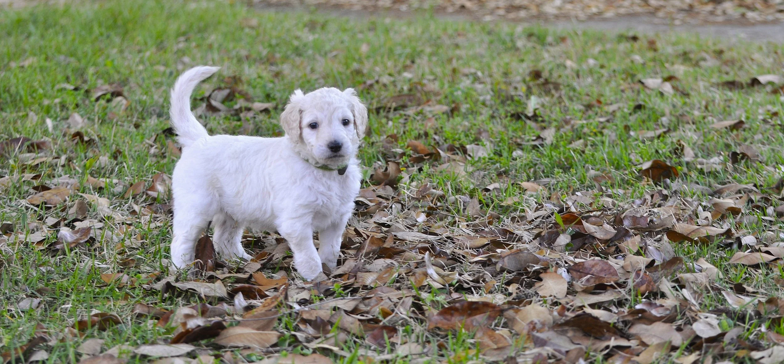 Making Leaps and Bounds