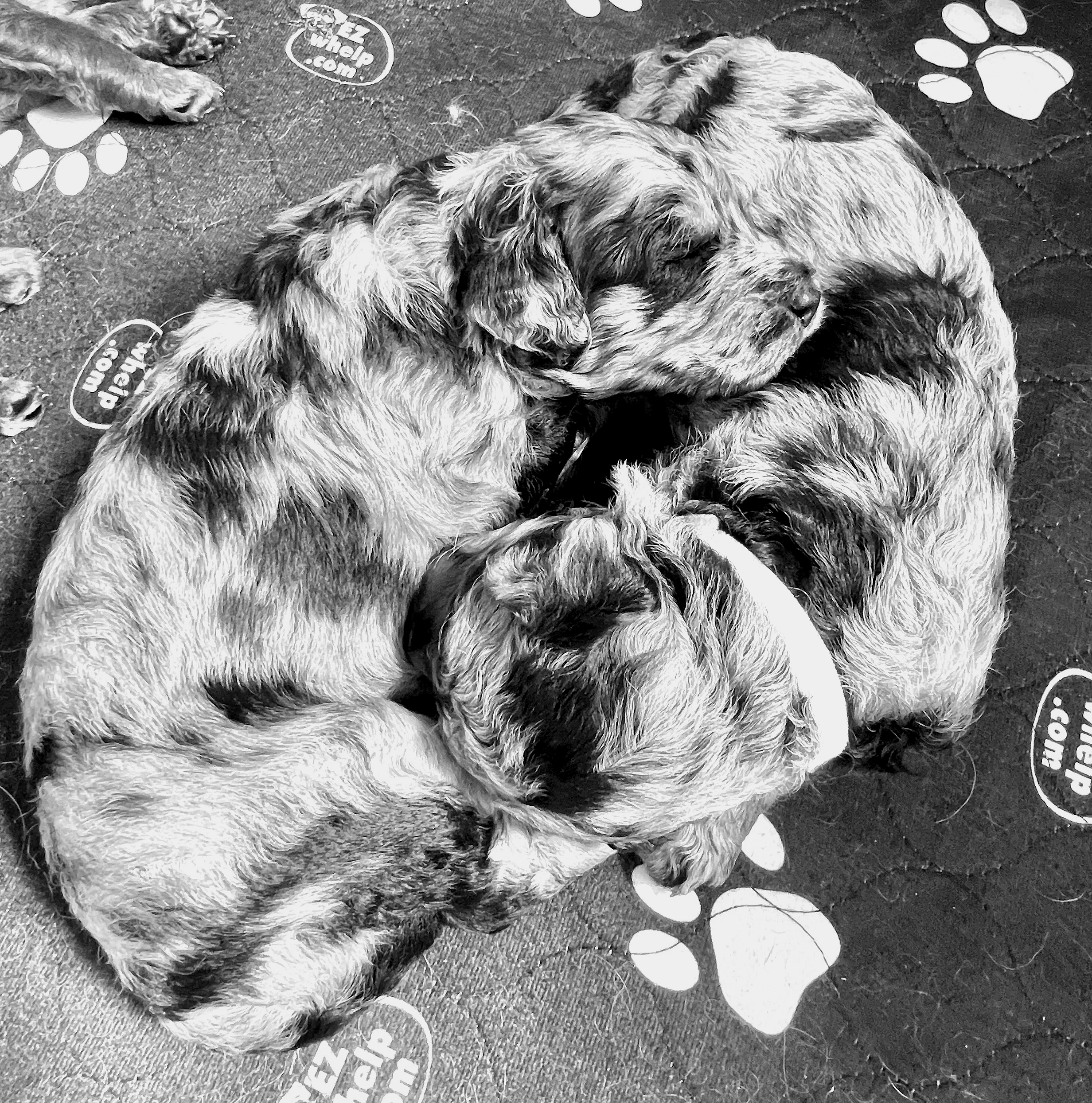 Golden doodle F1 puppies sleeping