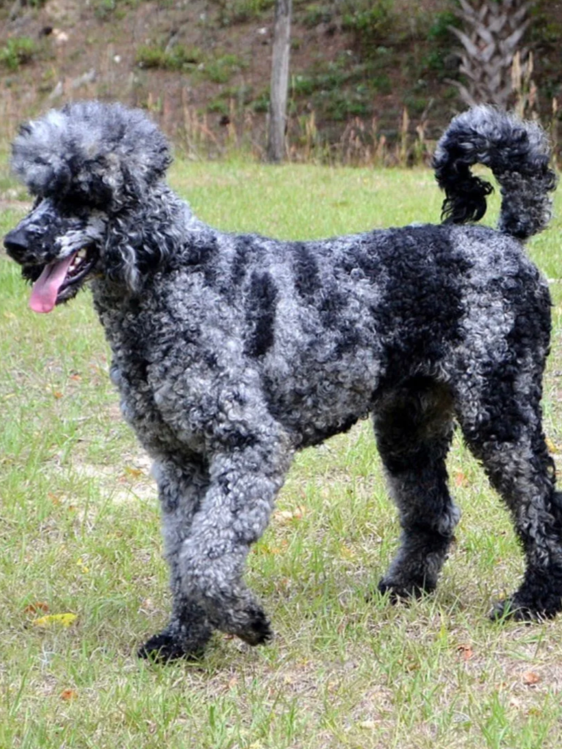 Black and grey merl party poodle AKC standard dad