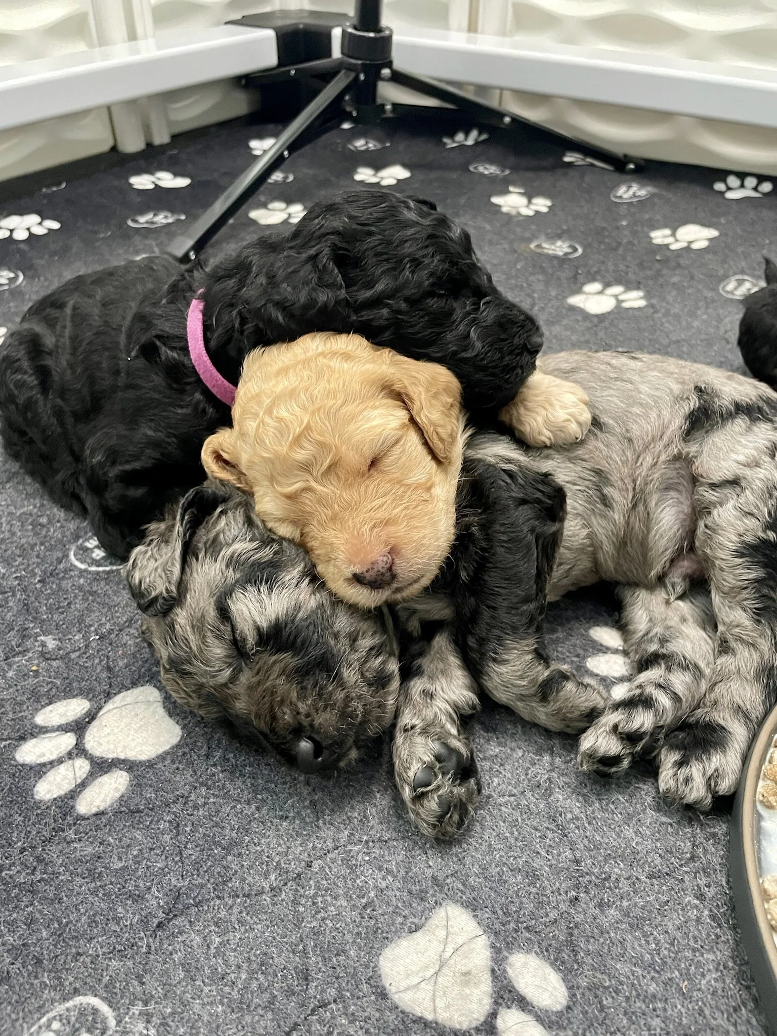 Sleeping puppies - golden doodle litter