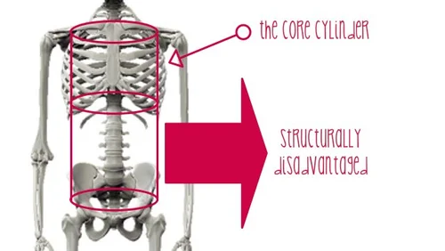 Understanding Your Core Muscles — Healthy Mumma & Baby