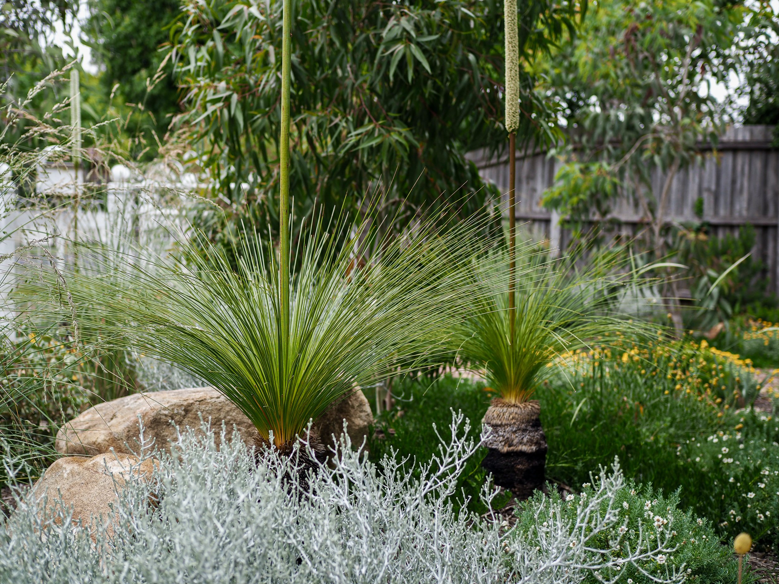 Native Australian Grasses Landscape Design Macedon Ranges Victoria -20.jpg
