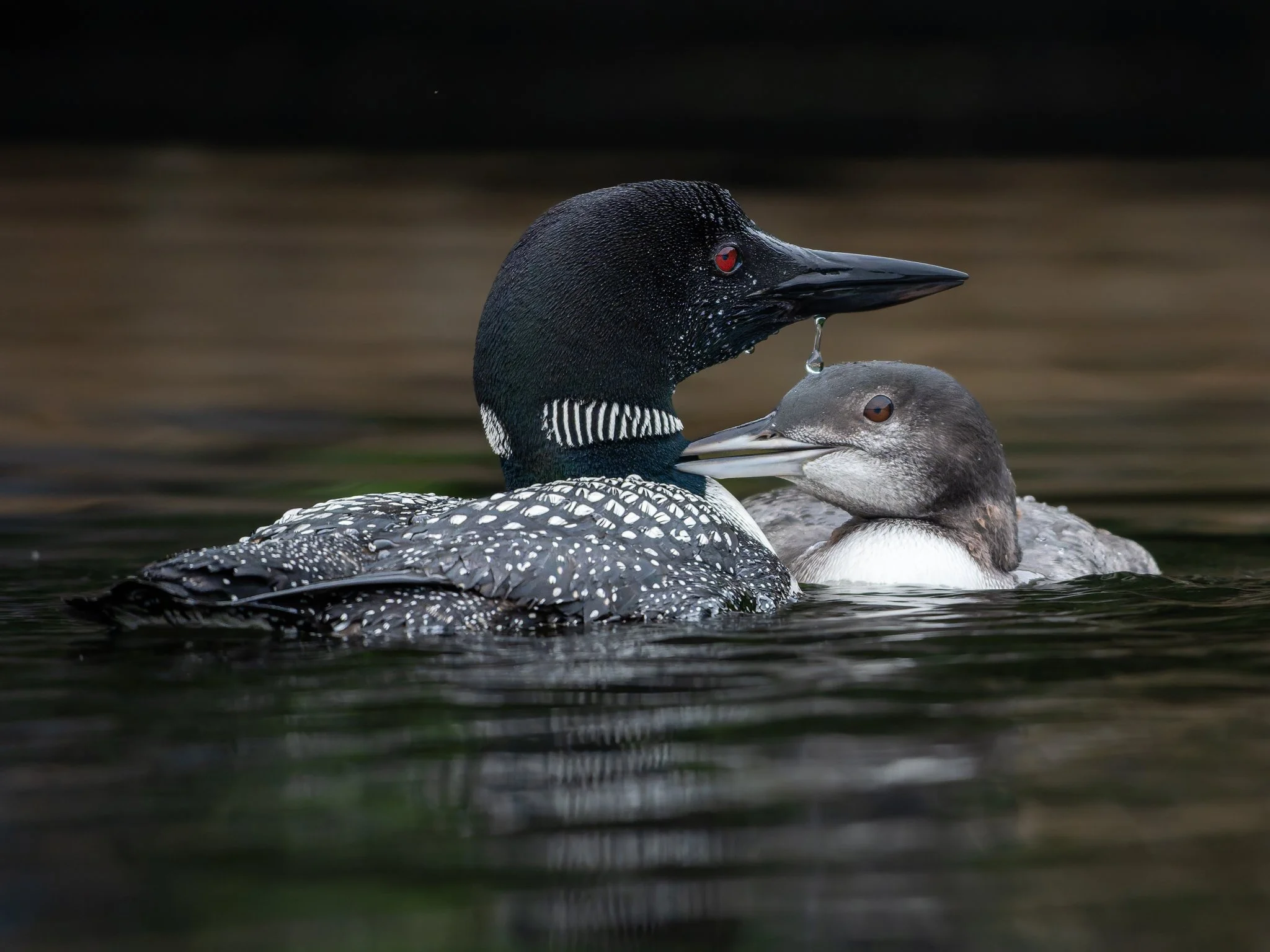 common-loon-adult-and-chick-pam-jansen.jpg
