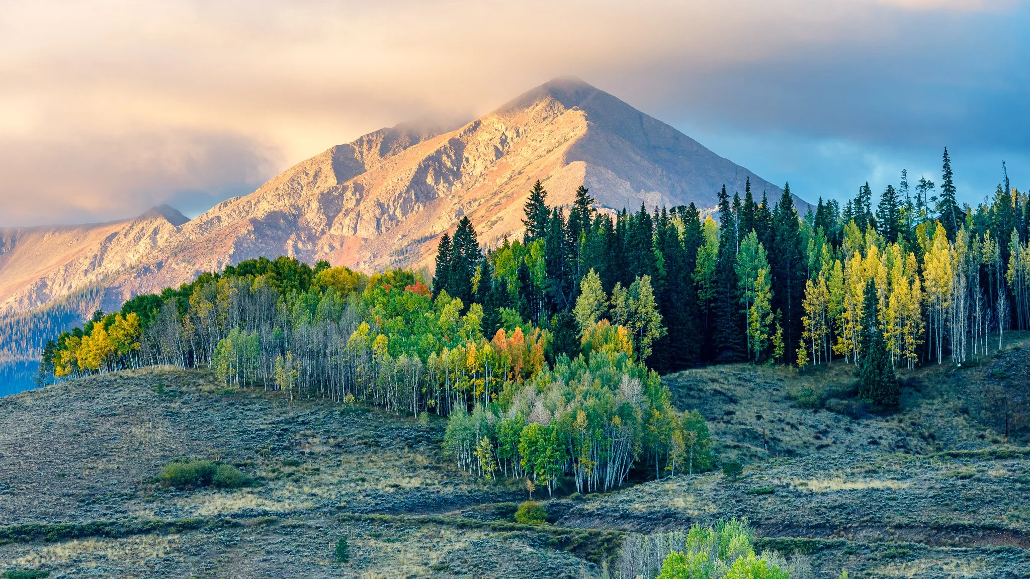 bull-moose-autumn-willows-breckenridge-co-pam-jansen.jpg