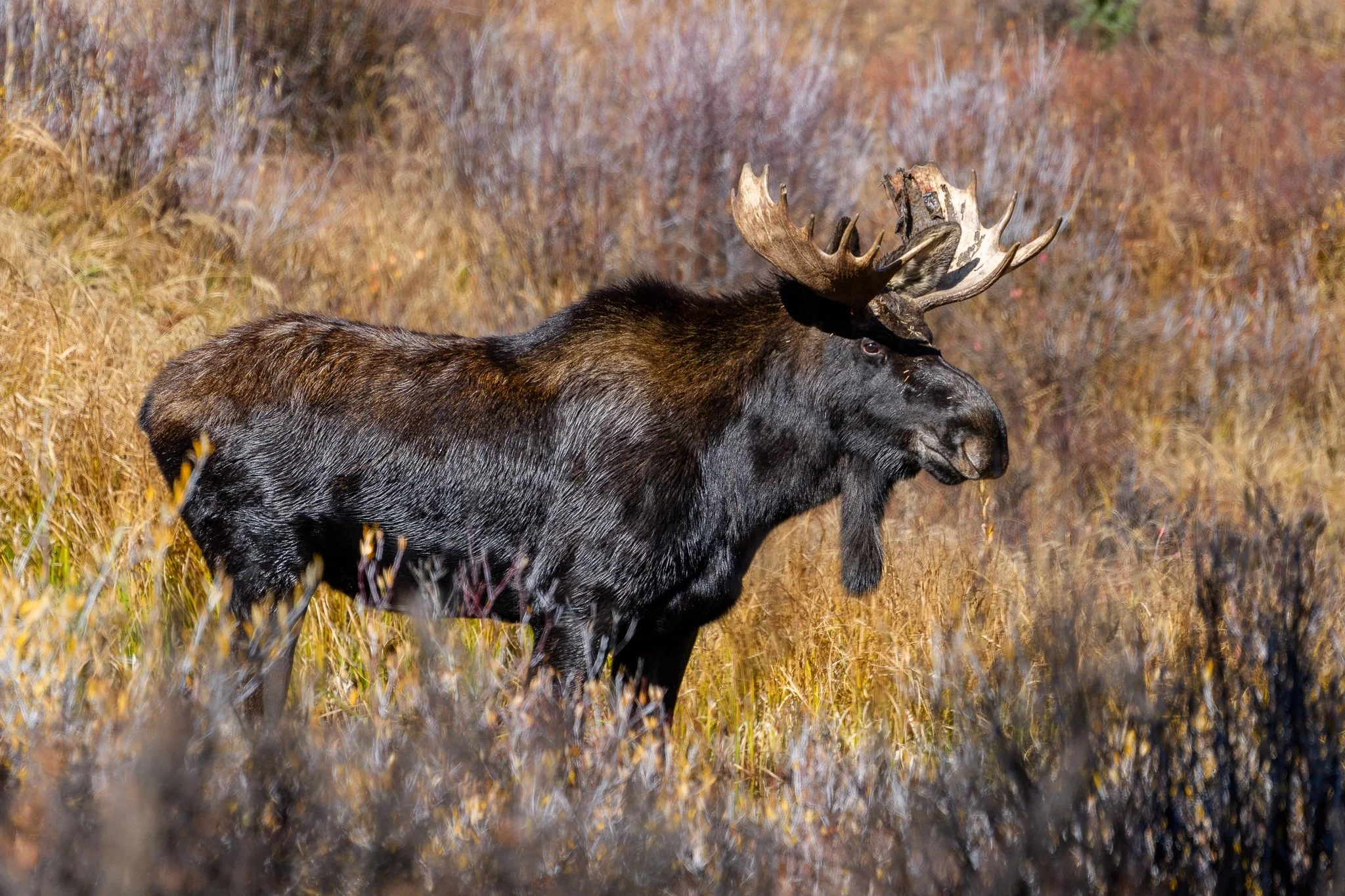 bull-moose-autumn-willows-breckenridge-co-pam-jansen-photography.jpg