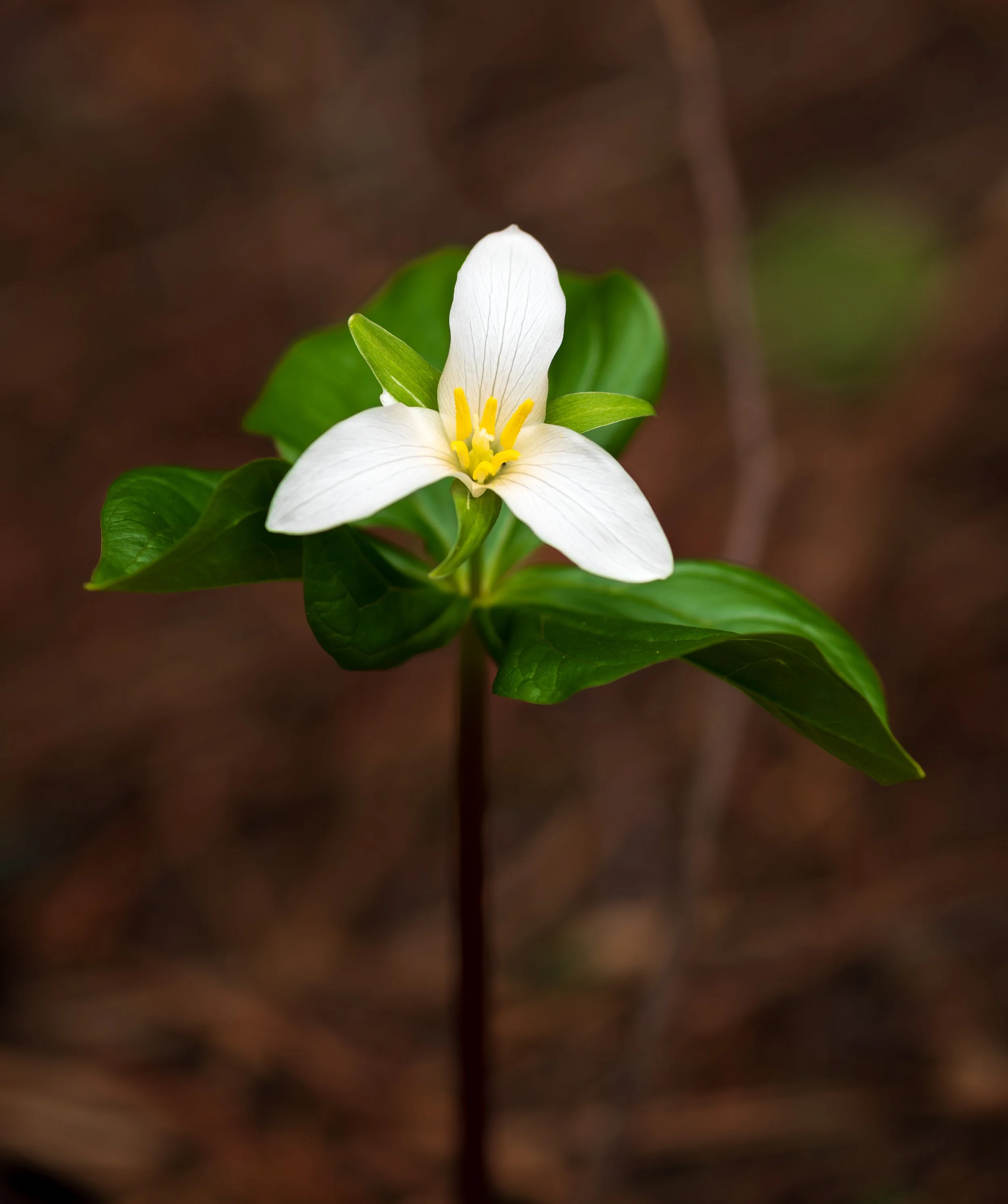 PWebster-20170506-12.41.28.jpg