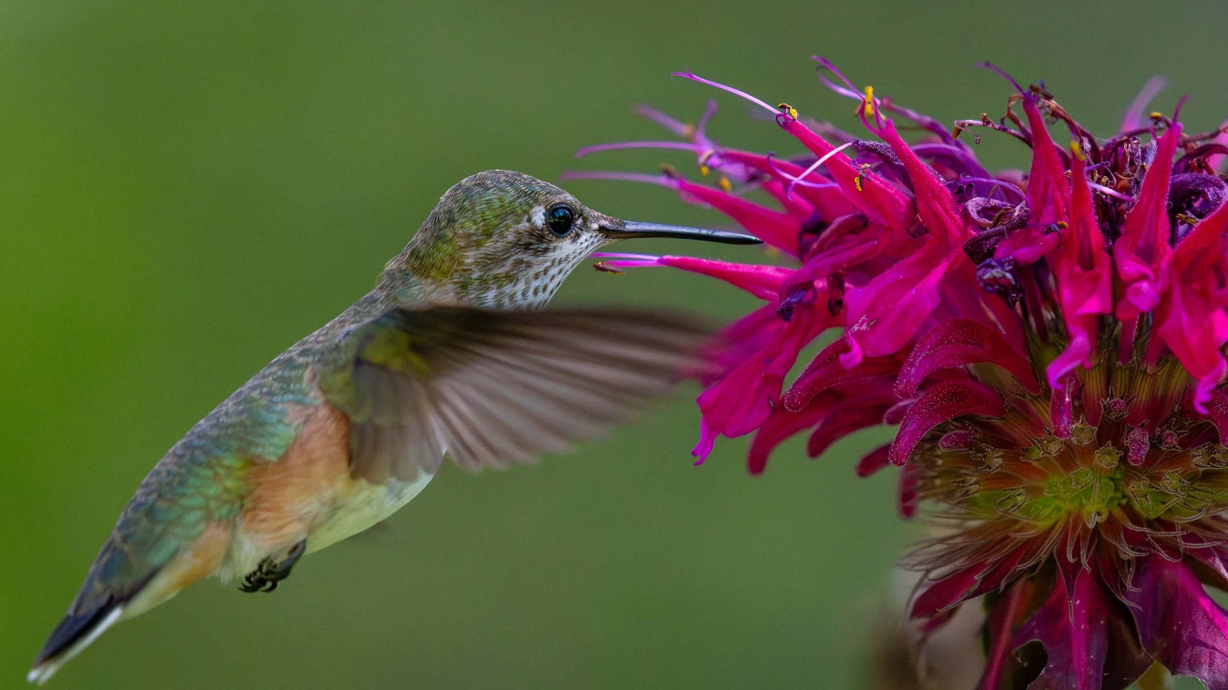Hummingbirds in the Bee Balm