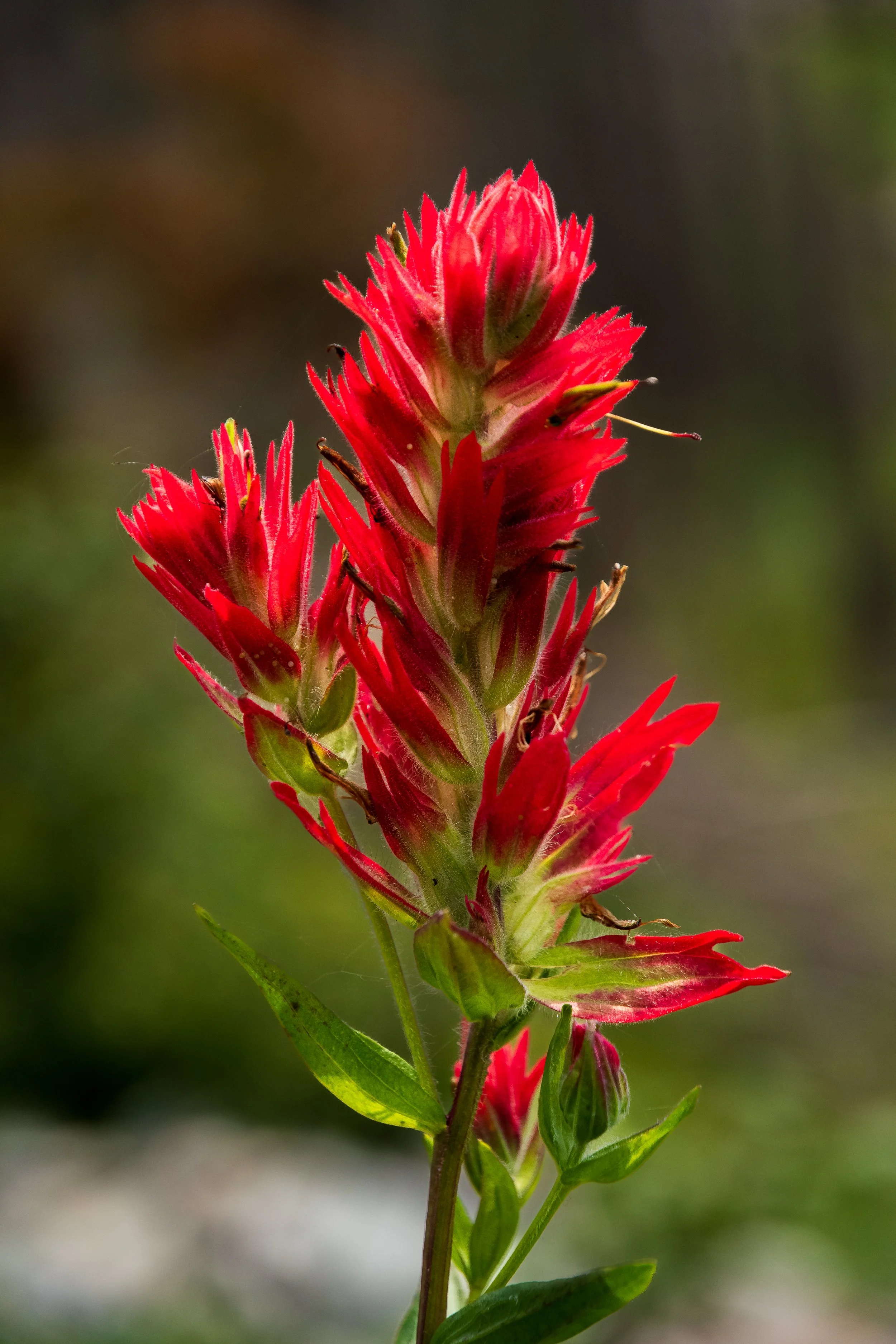 Wildflowers