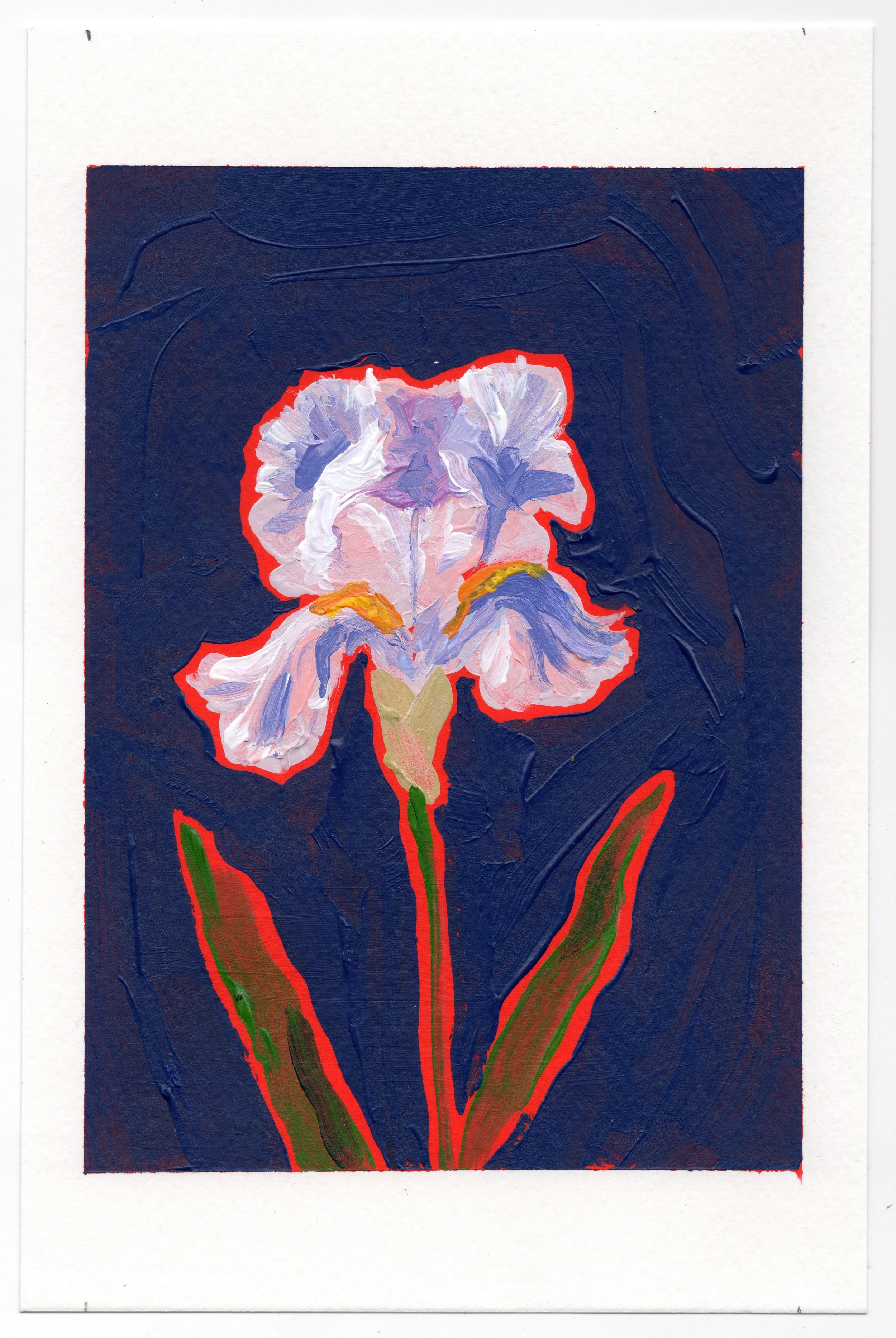February 3 - the Pink Iris