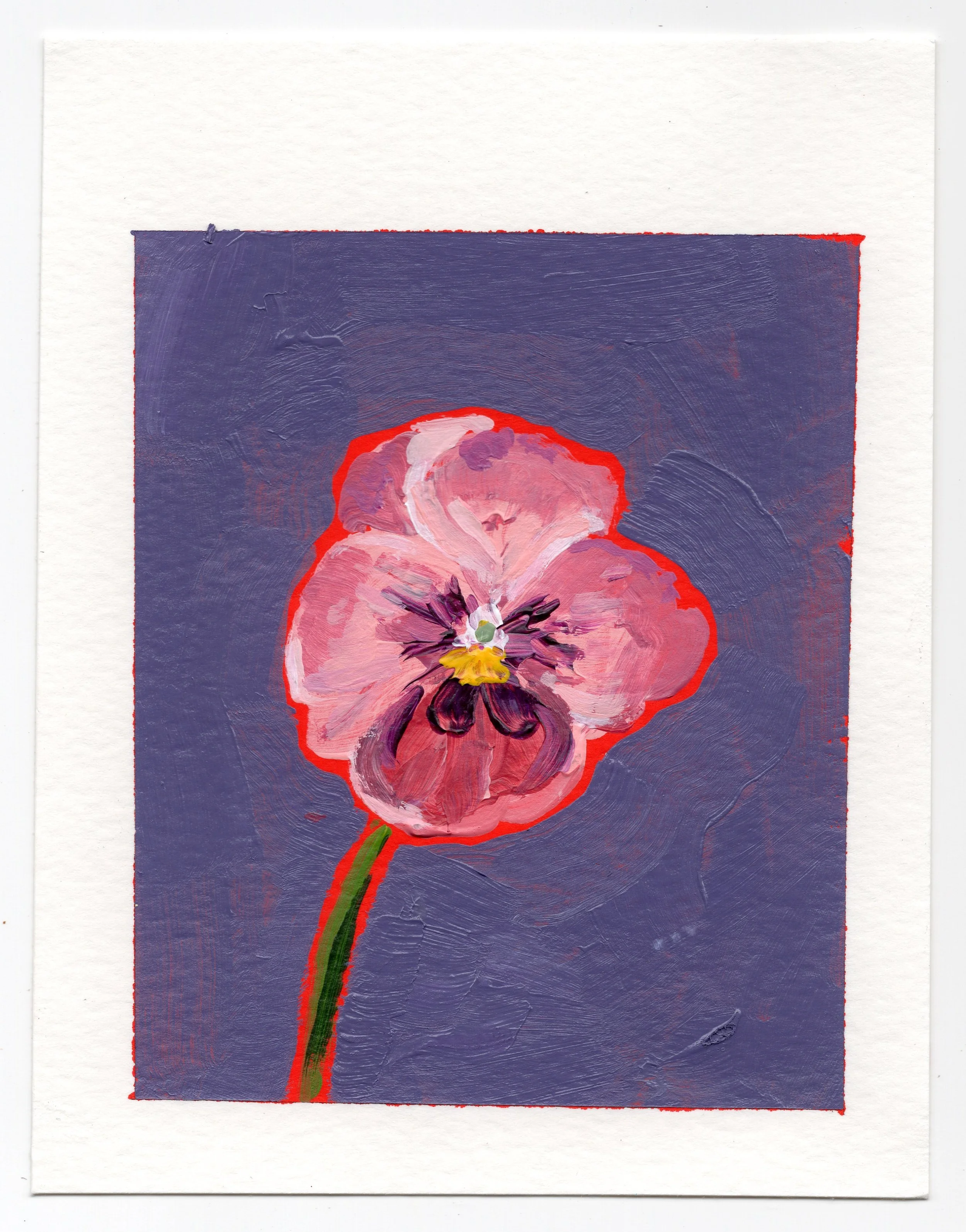 February 6 - the Pansies