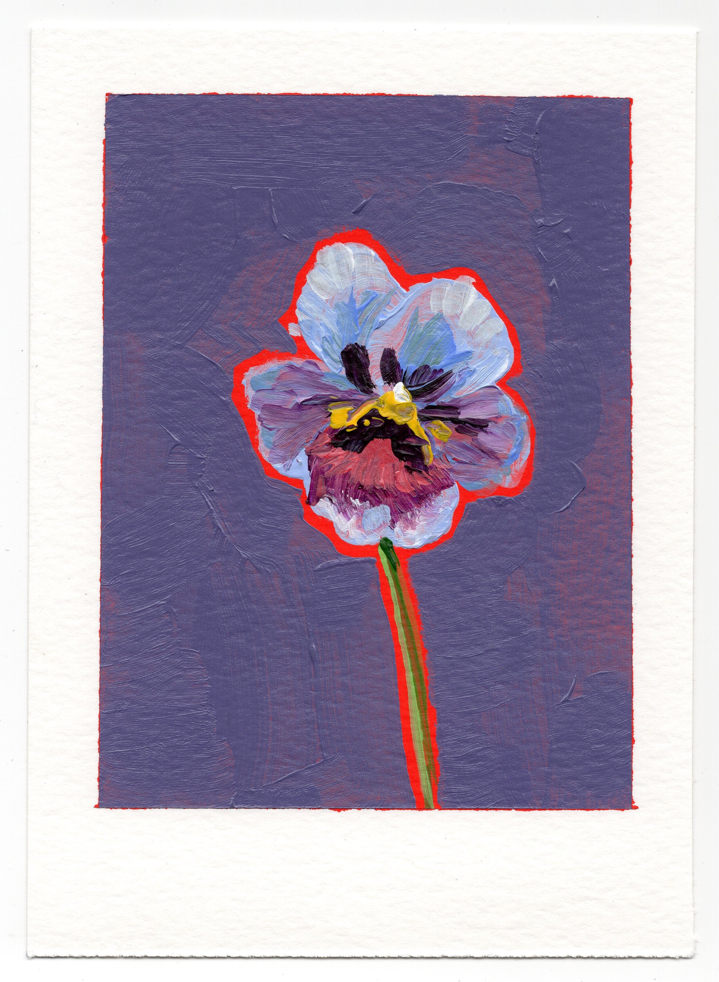 February 7 - the Pansies