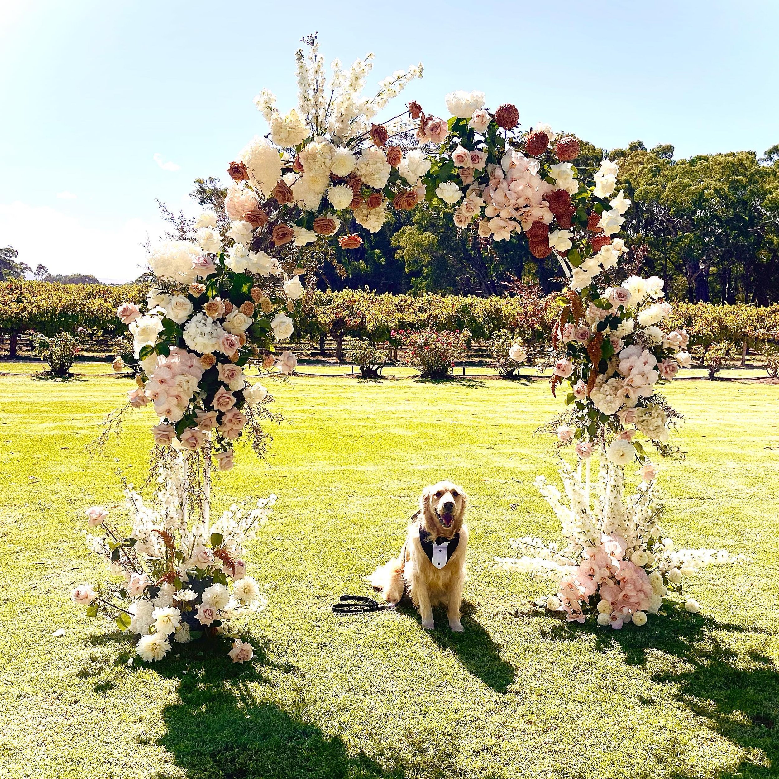 Give us your best caption ➡️➡️➡️

What is this gorgeous pooch thinking? 💭💭💭💭

We made this glorious arbour at @lakebreezeevents for this cute 🐶 parents, but in this moment, he definitely stole the show. 

#adelaideflorist #adelaideevents #sunnyb