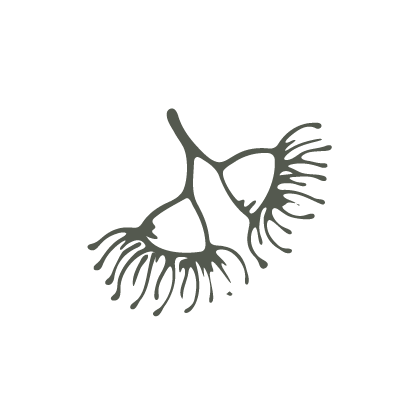 Illustration of two flowering gumnuts.