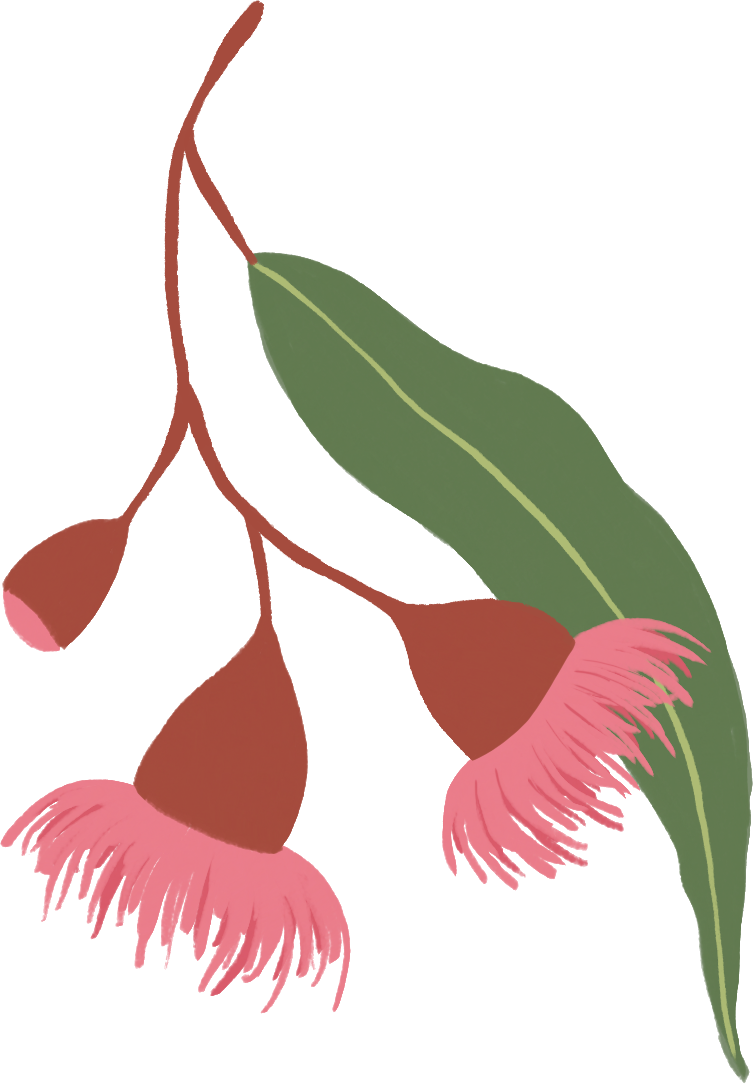 Illustration of pink Australian gumnut flowers with a green leaf.