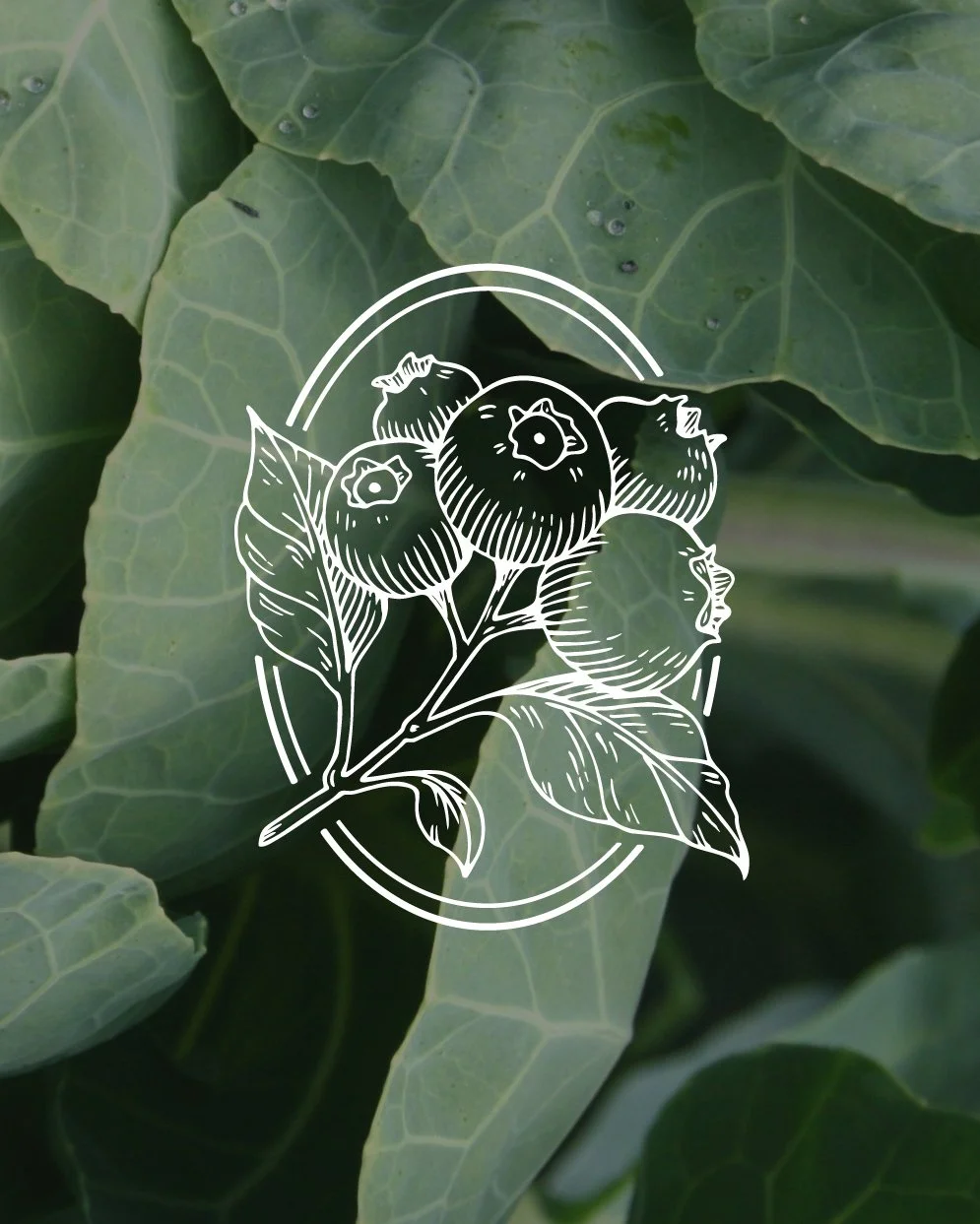 5. Botanica Land Care_Illustrations by Rebecca Ashley_v3_01.jpg