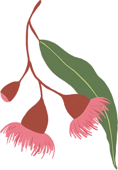 Illustration of pink Australian gumnut flowers with a green leaf.