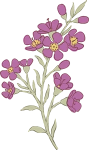 Illustration of a pink Geraldton wax flower sprig