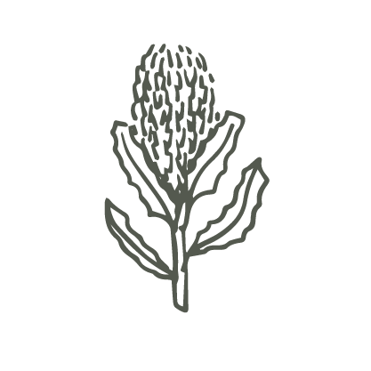 Line drawing of a banksia flower