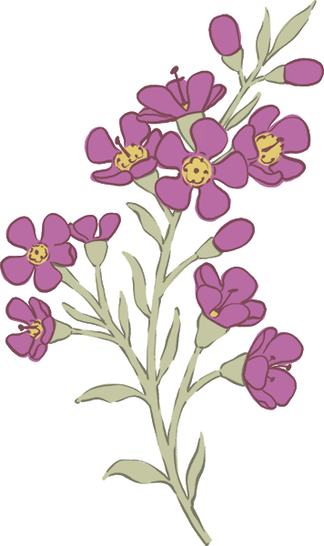 Illustration of a Geraldton Wax flower sprig with purple flowers, yellow centres and green leaves.