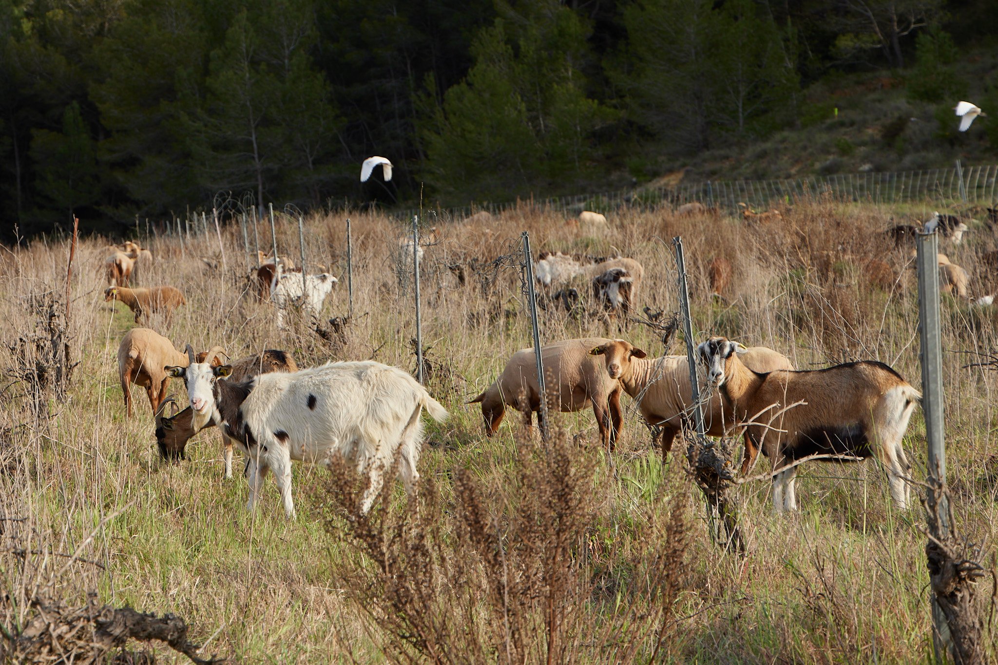 2023_04_12_Languedoc_Tour_Domaine_De_Campaucels_1633.jpg