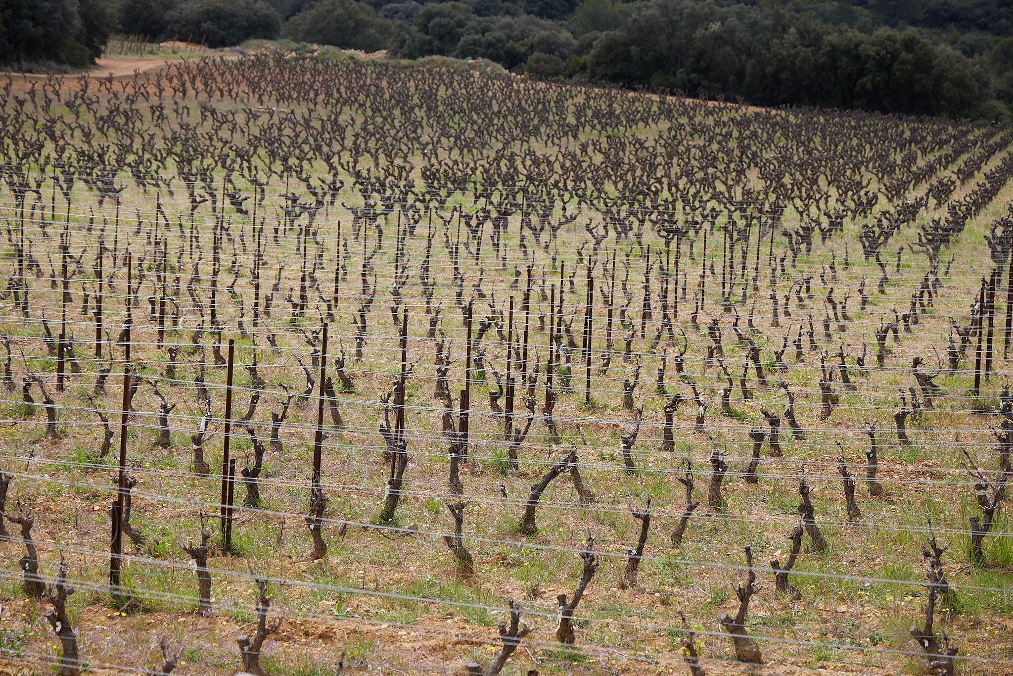 2023_04_12_Languedoc_Tour_Mas_Combarela_1693.jpg