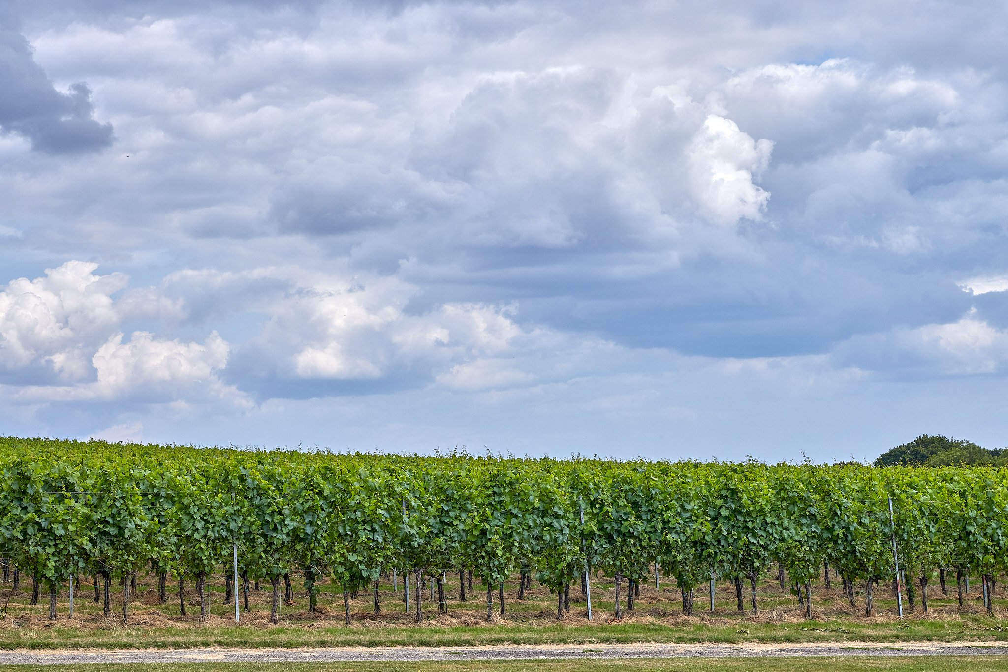 2023_07_22_KentWines_Gusbourne1972.jpg