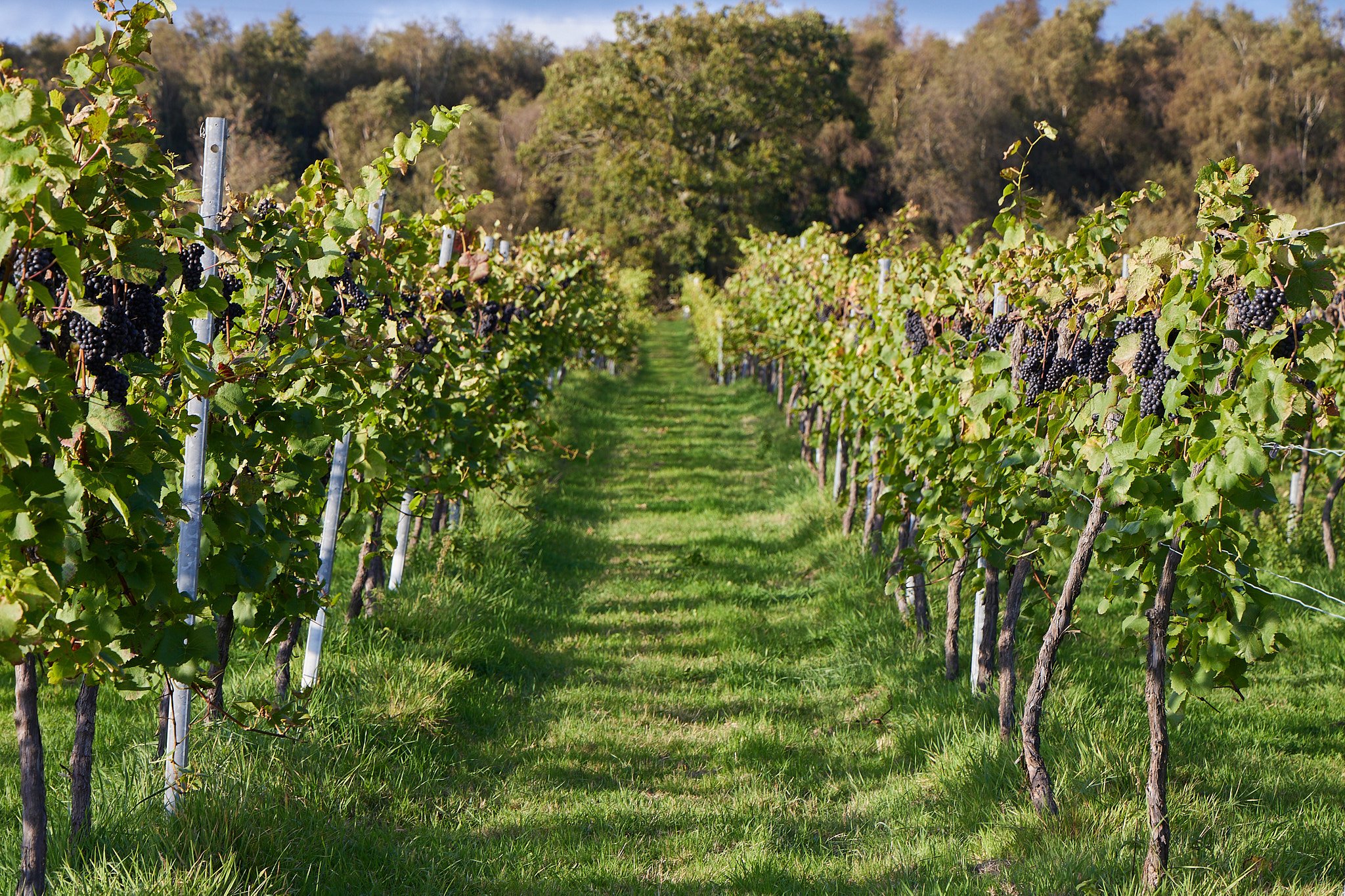 2023_10_03_BolneyWines0006.jpg