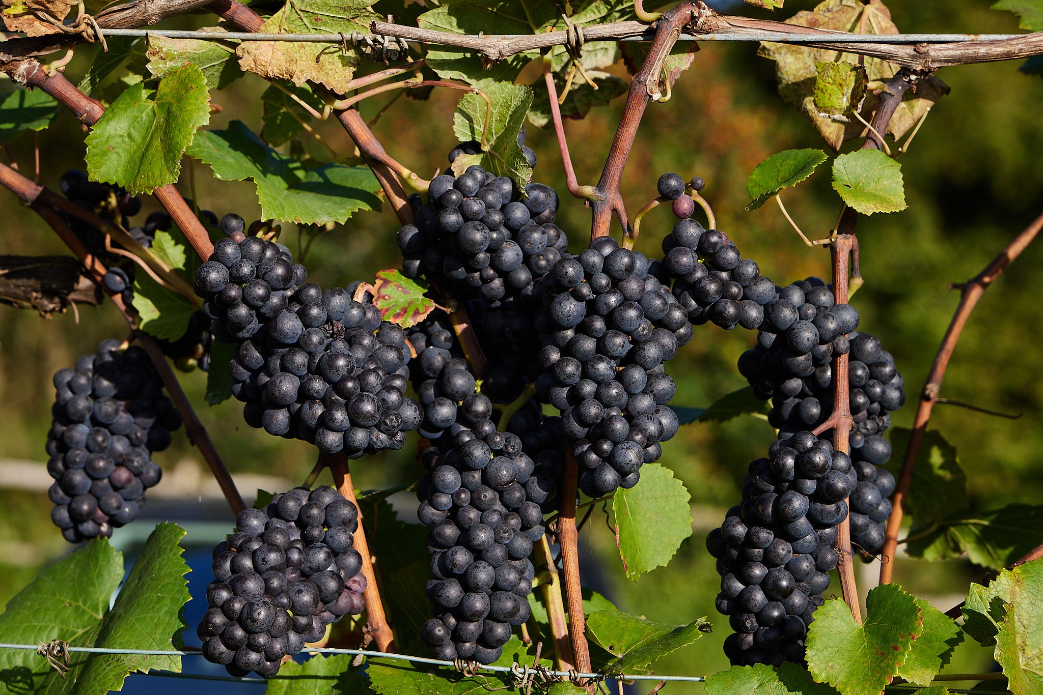2023_10_03_BolneyWines0007.jpg