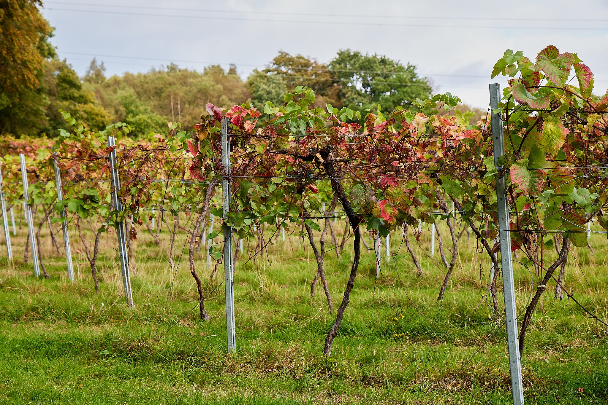 2023_10_03_BolneyWines0060.jpg