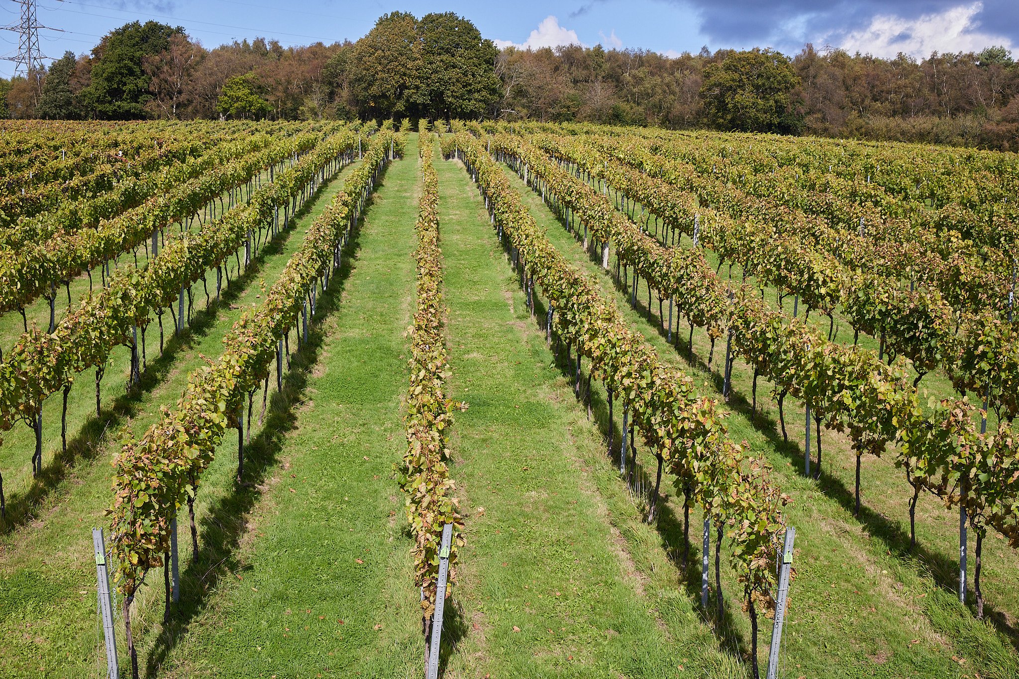 2023_10_03_BolneyWines0082.jpg