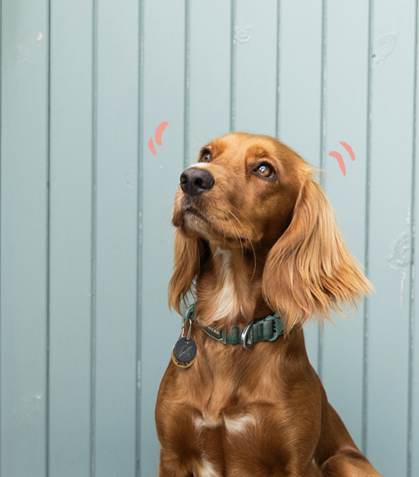 Calm Dog Coaching