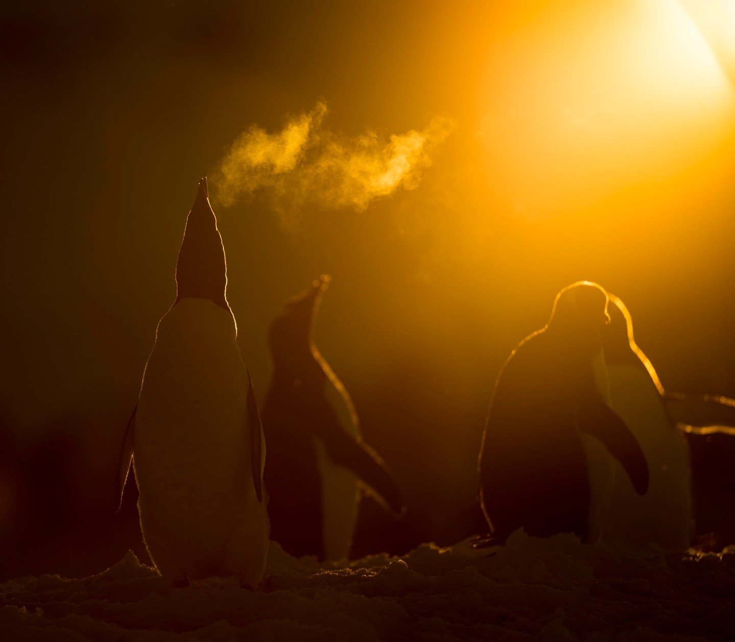 Amidst the icy expanse of Antarctica, a Gentoo penguin raises its head and emits a distinctive vocalization, its call echoing across the frozen landscape. With its beak pointed skyward and chest puffed out, this charismatic bird communicates with its