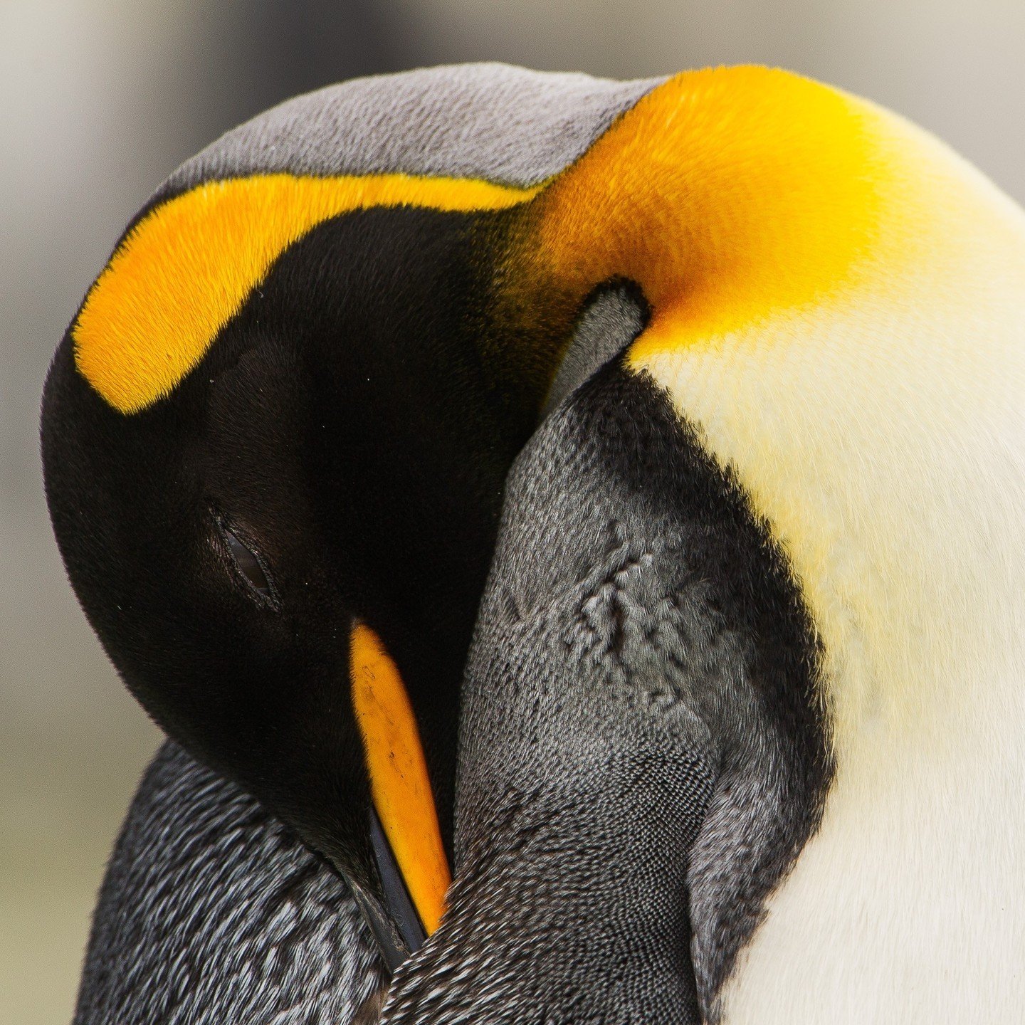 In the breathtaking landscape of South Georgia Island, a sleeping king penguin rests serenely, its majestic form nestled amidst the rugged terrain and pristine snow. With its vibrant plumage and regal posture, this iconic Antarctic resident embodies 