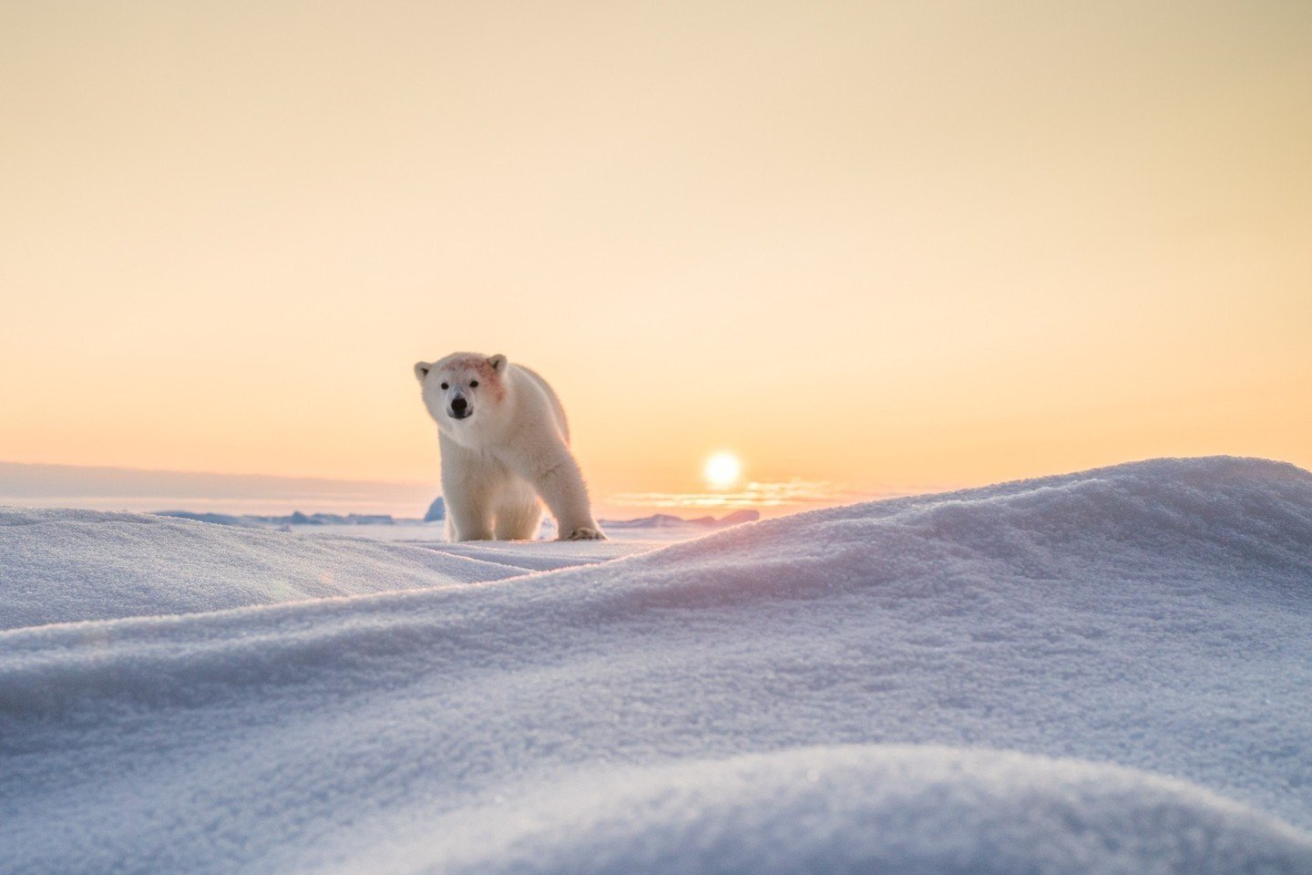 In the vast expanse of the Arctic, a curious polar bear cub pokes its nose out from behind its mother, eager to explore the world around it. With wide eyes and playful antics, this little explorer embodies the spirit of curiosity and wonder that defi