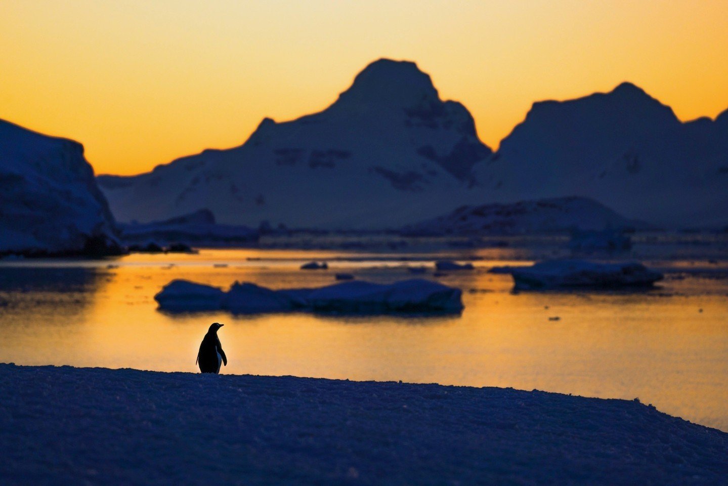 In the tranquil embrace of the Antarctic sunset, a lone Gentoo penguin stands on the shore, its silhouette etched against the vibrant hues of the fading day. Surrounded by majestic mountains that rise like sentinels in the distance, this iconic Antar
