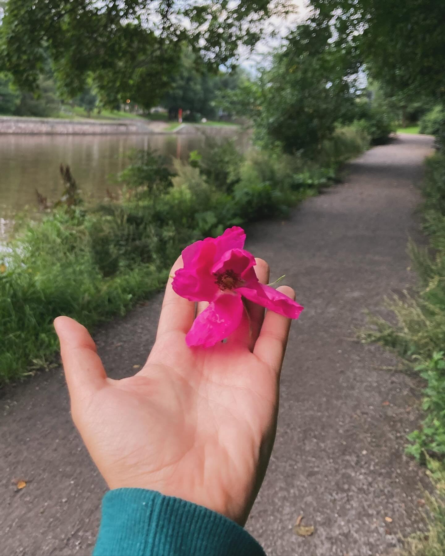 elokuun k&auml;si&auml;, kukkia, (aamun)kultia, kahlattuja vesi&auml;, ker&auml;ttyj&auml; kivi&auml;, k&auml;&auml;nnettyj&auml; sivuja&hellip; n&auml;in my&ouml;s yhden hurjan meren ylle nousevan kuun josta en ottanut kuvaa, sen muistan kaikista pa
