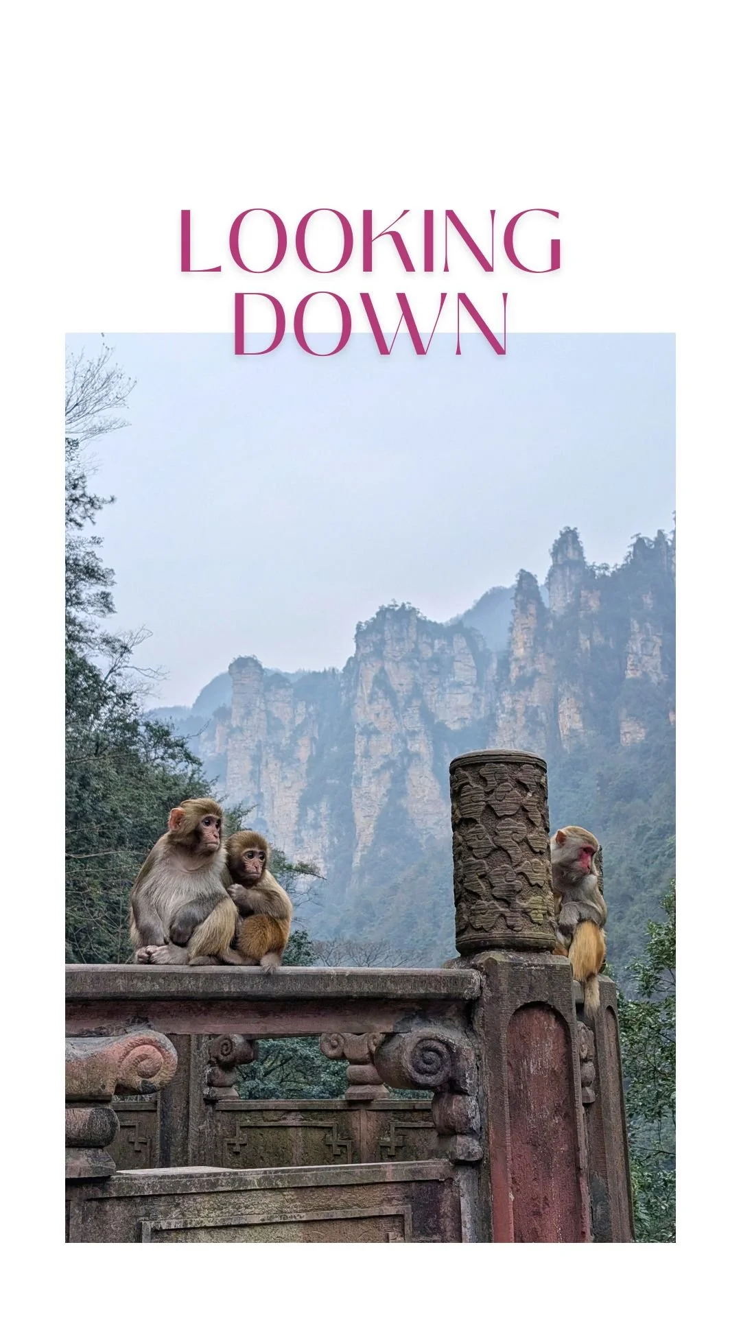 You're high up, looking down, with monkeys even higher up on trees, looking down on you. They'll try to steal your roasted chestnuts.