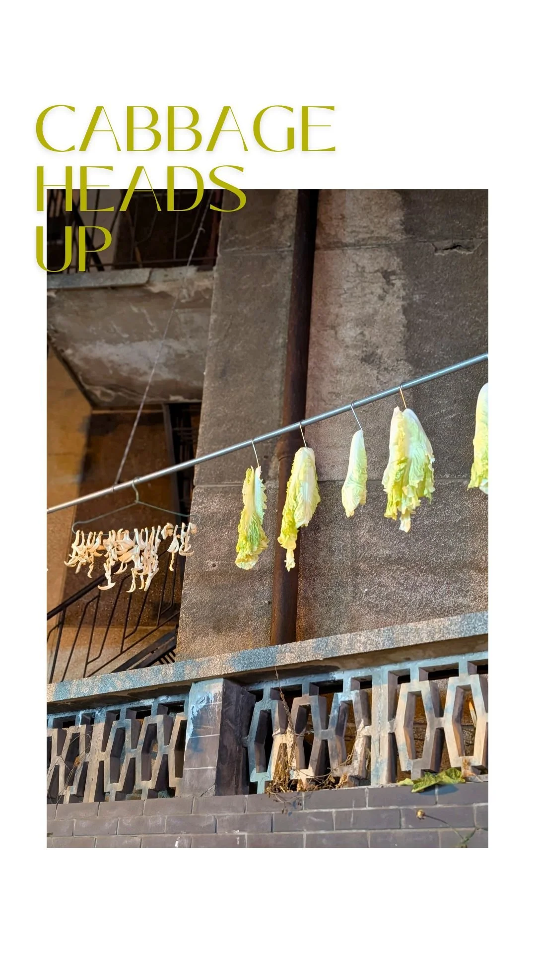 The first of many lines on this trip. Cabbage and squid hung to dehydrate for preservation.