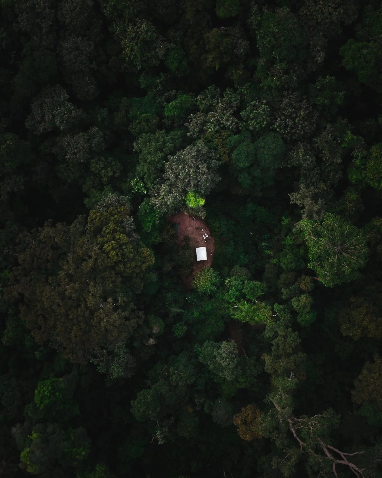 Jungle camp. Chimp photography tour. Wildlife photography tour Africa