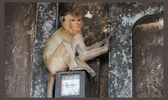 Supreme Court Raises Alarm Over States’ Free Electricity Push