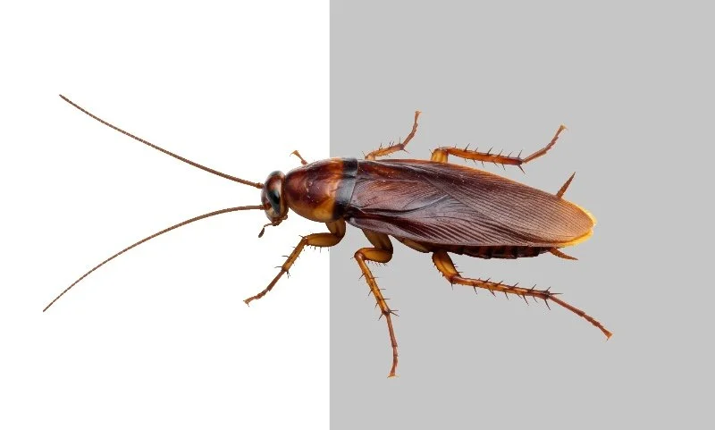 ‘Careful’: A Gen Z Journalist in Nepal Writes an Open Letter to India’s ‘Cockroach’ Party
