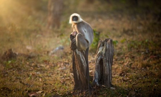 A female monkey sits on the cut trunk of a tree, holding her baby in her lap.
