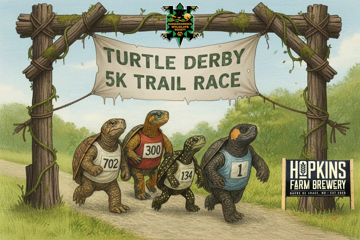 Turtle Derby 5K